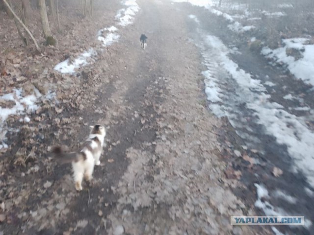 Жизнь домашнего приюта для котеек 574