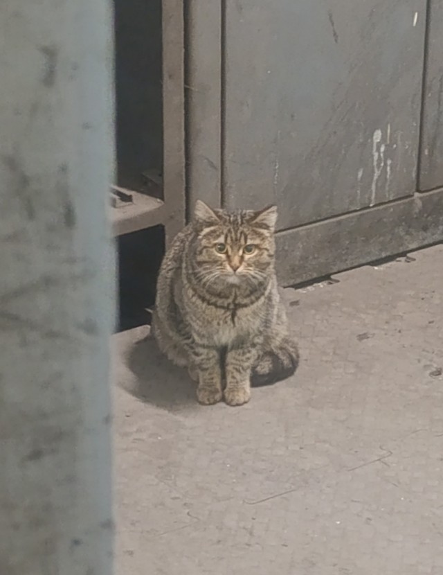 Гангста коты