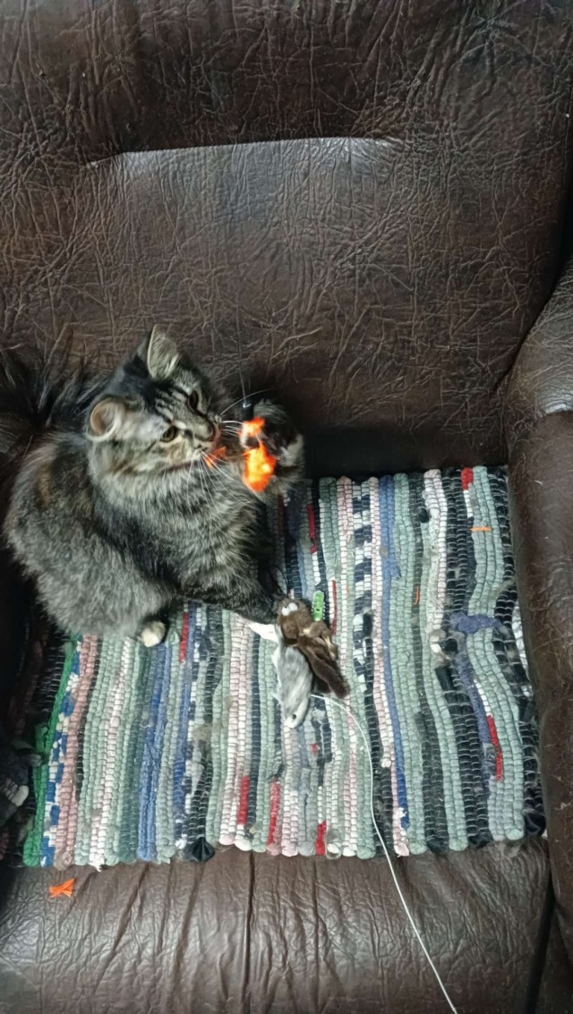 Игрушки для кошек.