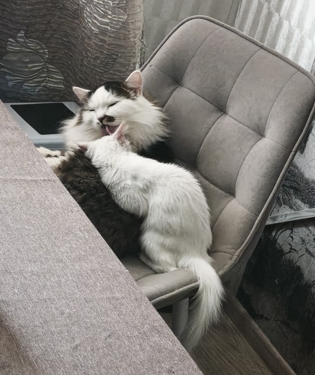 Возлюби кота ближнего своего