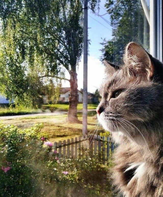 К котовторнику: подборка картинок-баянов с котиками и про котиков. Выпуск 42.