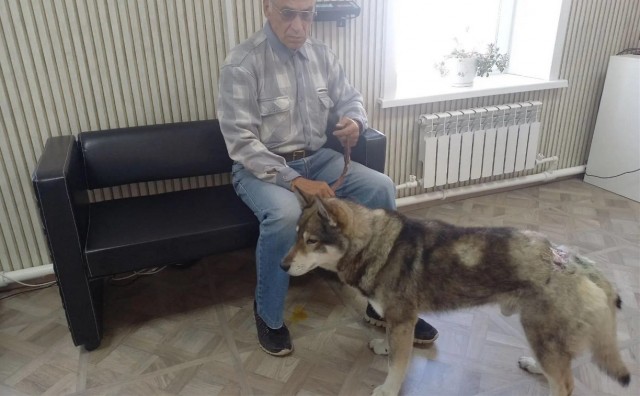 Храбрый пёс спас хозяина от медведя на Сахалине