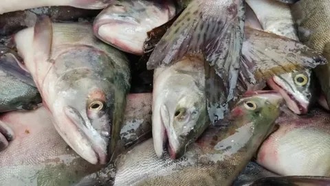 C рыбой полный швах.
