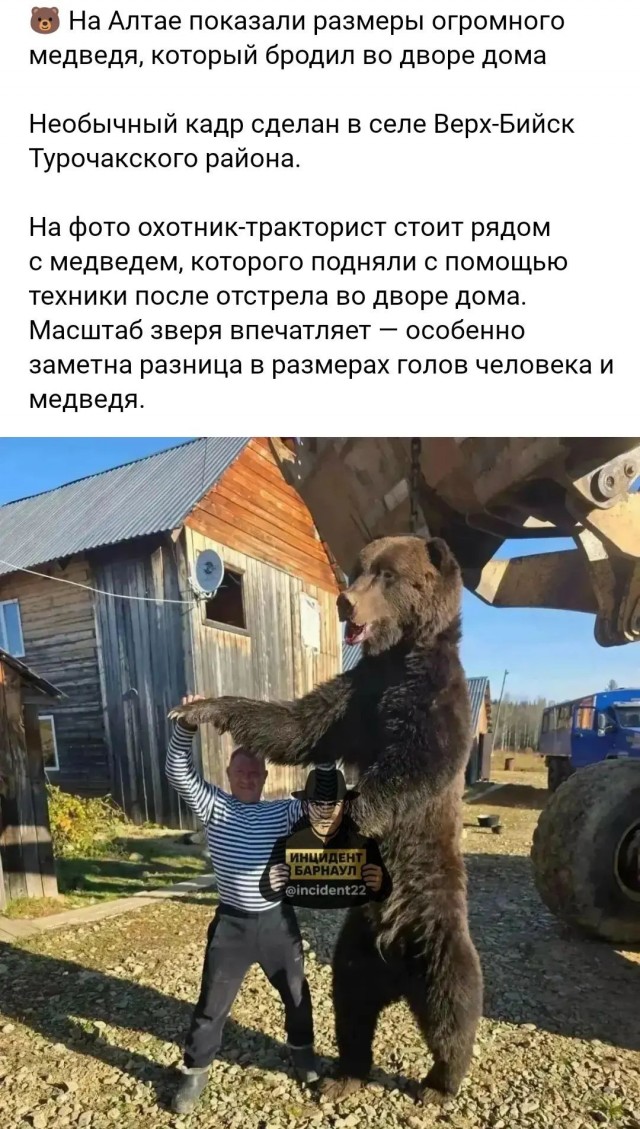 Вопрос по медведям