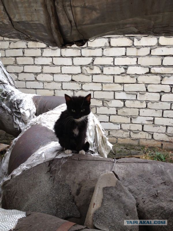 Спасли кота!