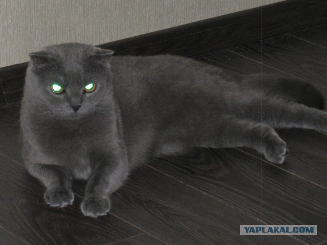 Котовторник   31.12.  2013