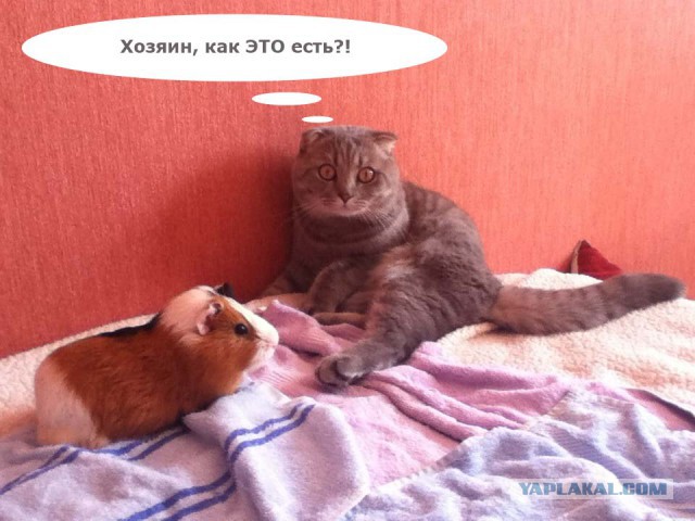 "Мой кот впервые увидел морскую свинку"