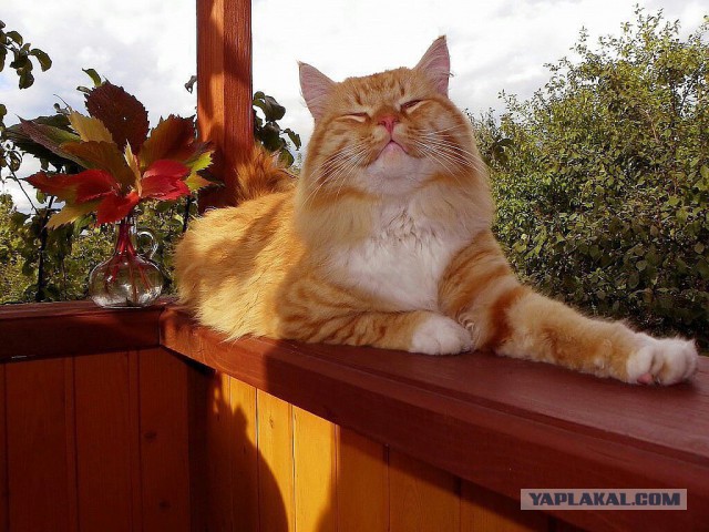 Котовторник 25.02.2014