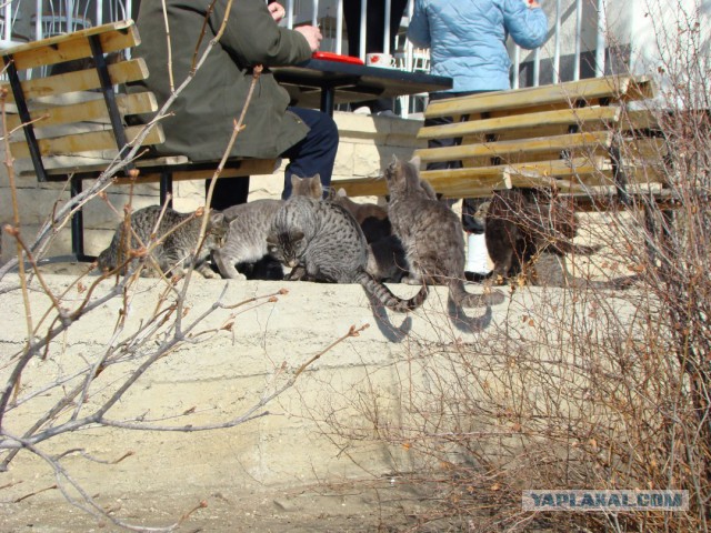 Решил выложить свои приколы