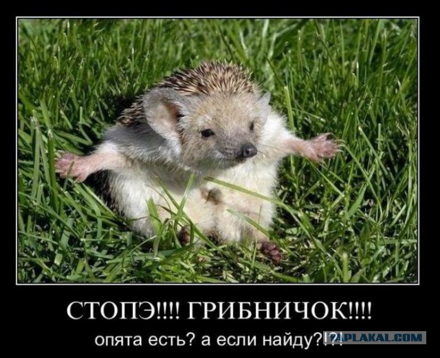 Демотиваторы.