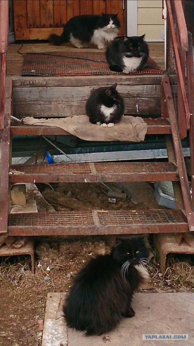 Котовторник 01.04.2014