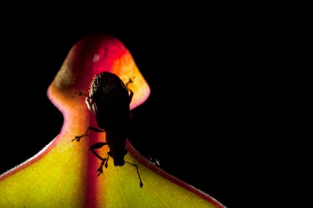 Выставка хищных растений в Колумбии