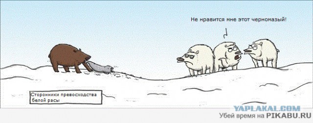 Медведи почти на все случаи жизни