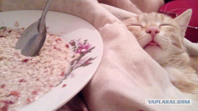 Жизнь домашнего приюта для котеек 37