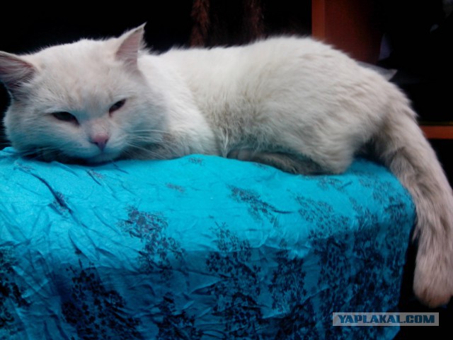 Котовторник 9.12.2014