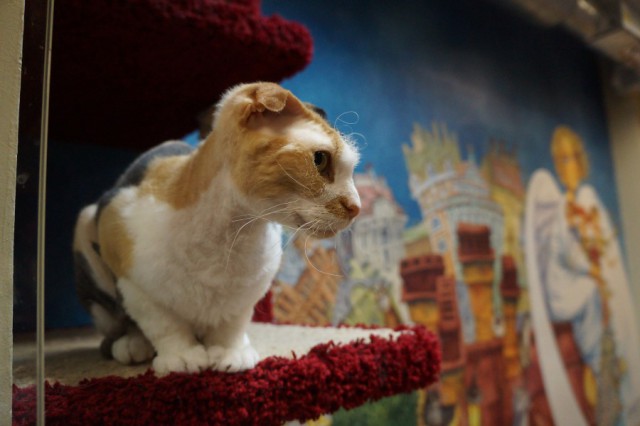 Республика Кошек: кошачий рай в центре города
