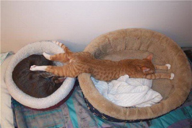 Котята тоже могут спать где угодно!