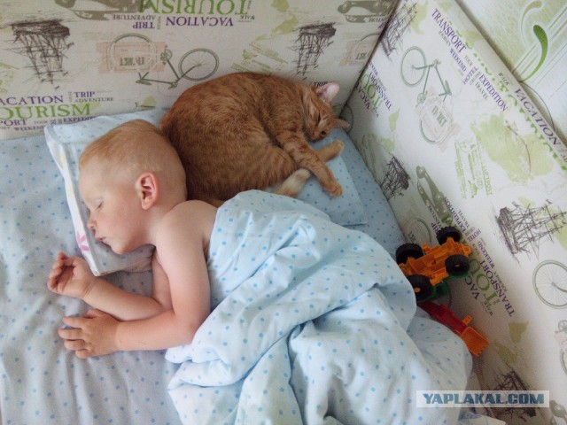 Котовторник  21.07.2015