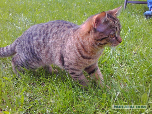 Котовторник 06.10.2015