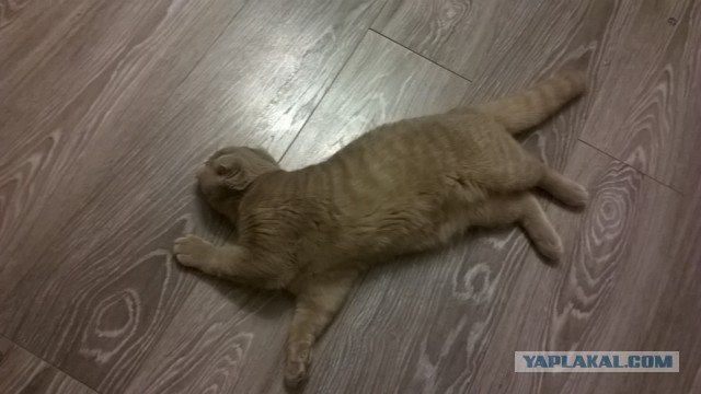 Породы котяр