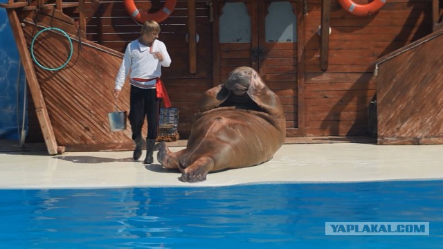 Неожиданно в дельфинарии 18+