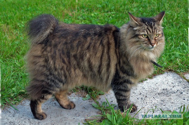 Небольшой фото-отчет ко втонику: мейн-кун Шелдон Купер