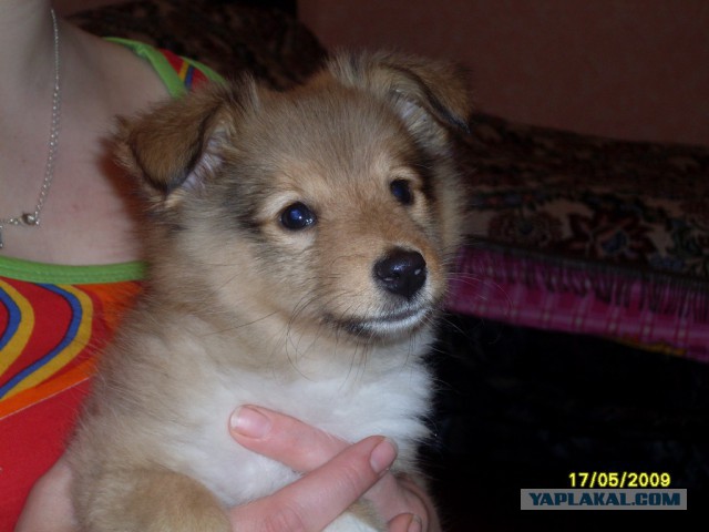 Спасённый лисёнок, который не расстаётся со своим плюшевым кроликом