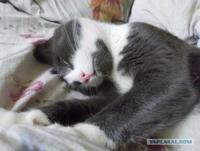 Котовторник 21.06.16