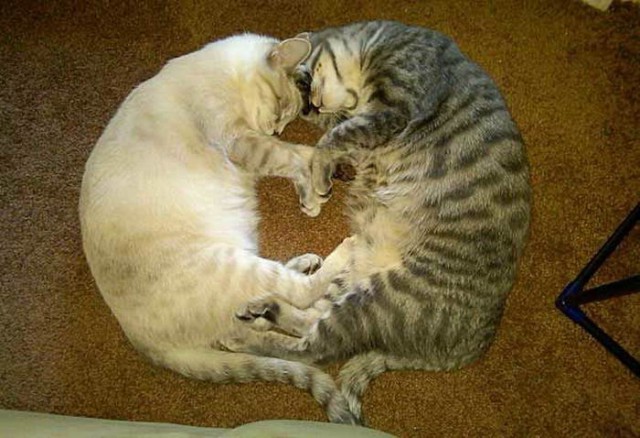 Котовторник 24.01.2017