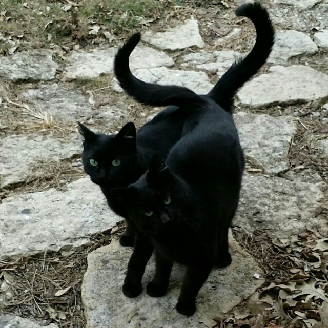 Коты и Кошки