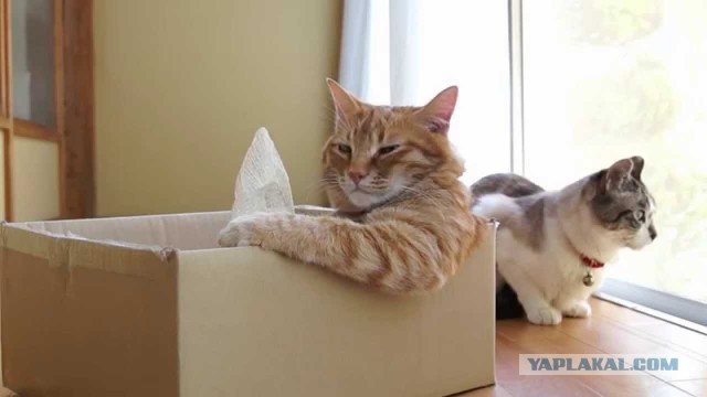 Домик-когтеточка для кота