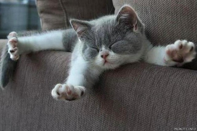 Коты и Кошки