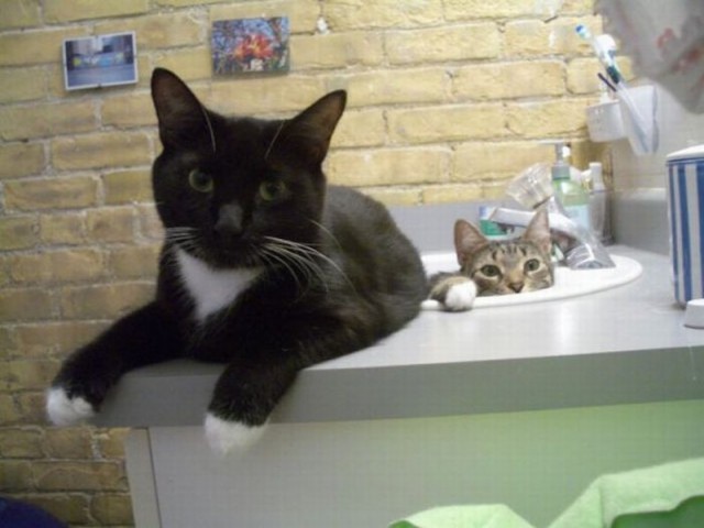 Коты и Кошки