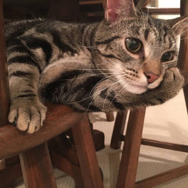 Коты и Кошки