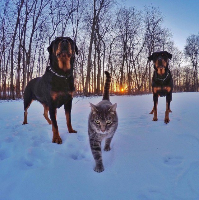 Подборка забавных животных