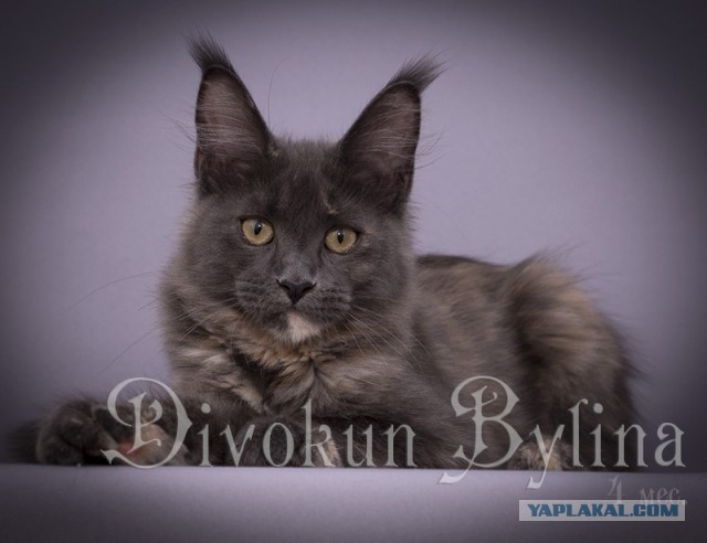 Котовторник  14.11.2017