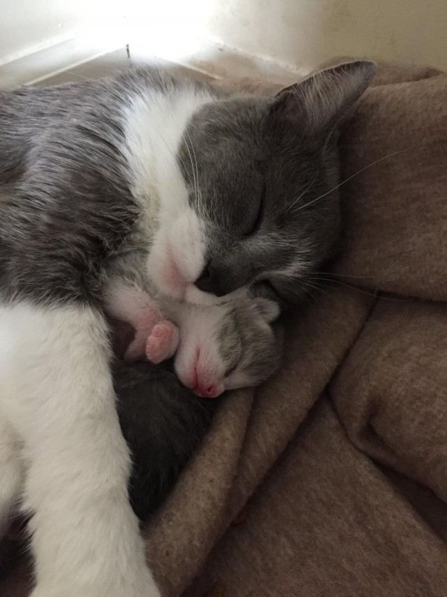 Фотобомбы котов