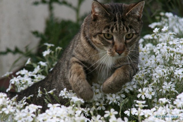 Котовторник на ЯПлакалъ (03.06), котята (31 шт)