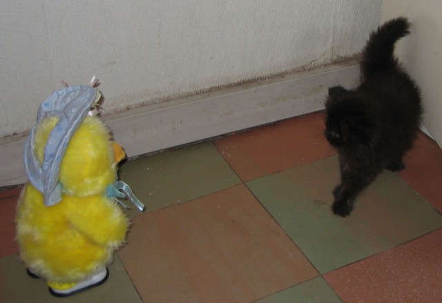 Котовторник