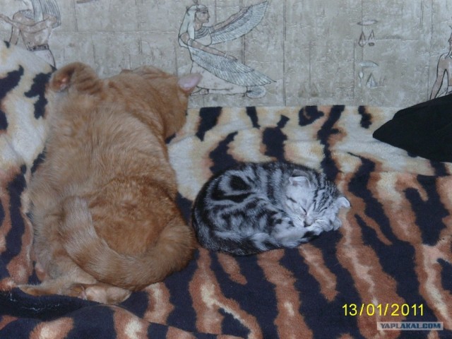 Котовторник 25.01.2011