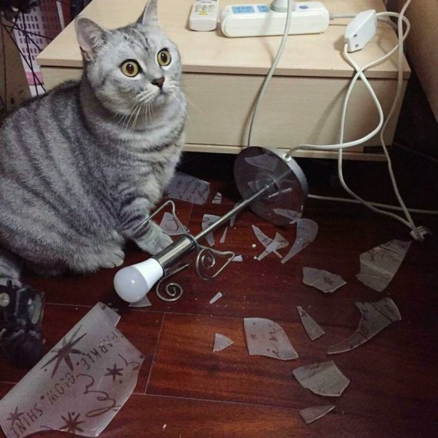 Прикольные картинки абавсём