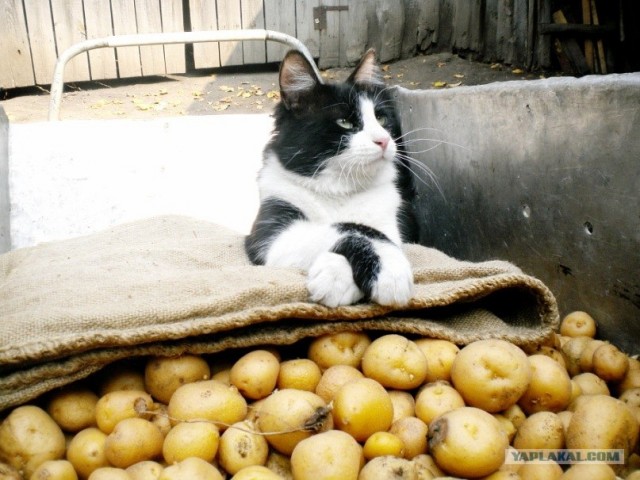 Котовторник 1.11.11
