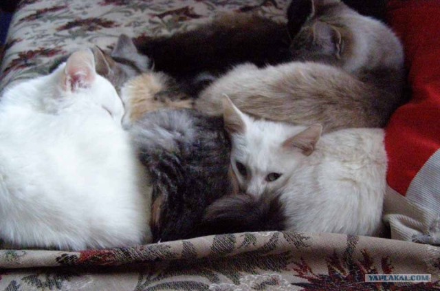 Котовторник 22.11.11