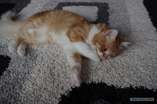 Котовторник 06.12.2011