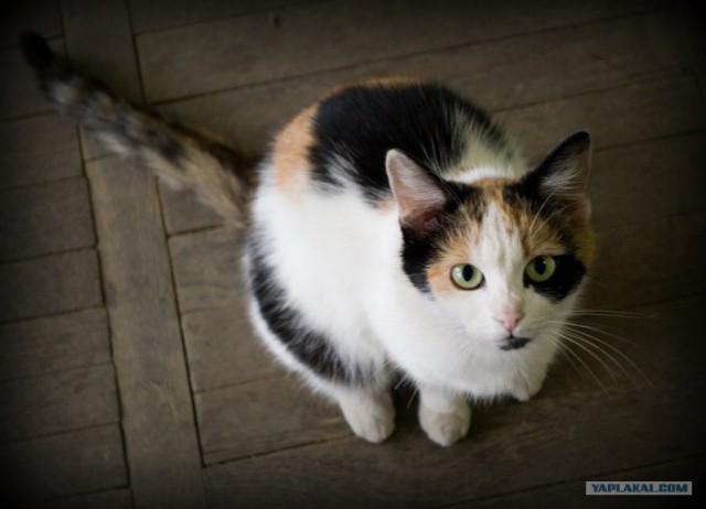 Котовторник (24. 01. 2012 )