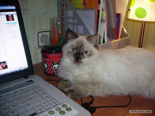 КОТОВТОРНИК (6.03.2012)