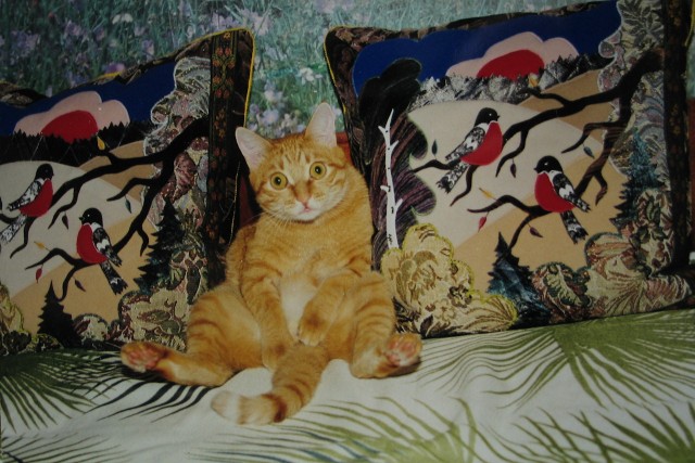 Котовторник 10.04.2012