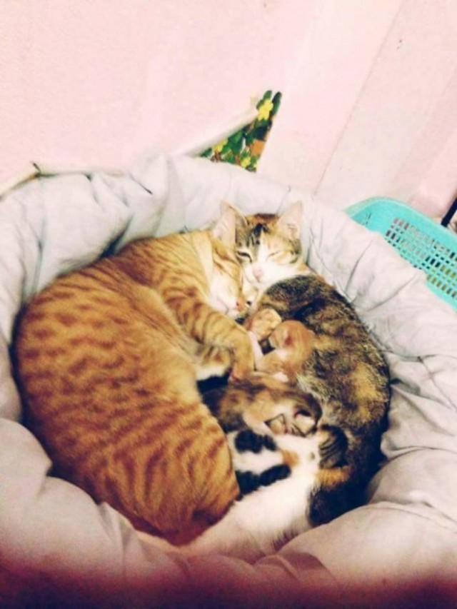 Кот поддержал кошку во время родов
