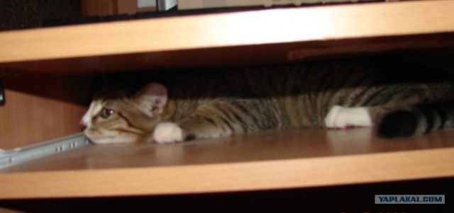 Котовторник 07.08.2012