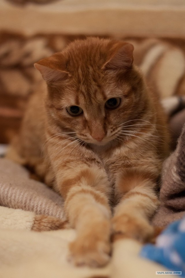 16 лучших котов сезона